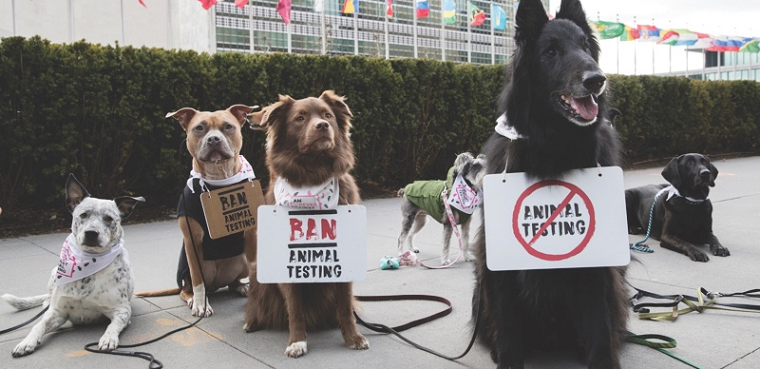 cosmetics no animal testing