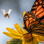 power of pollinators butterflies