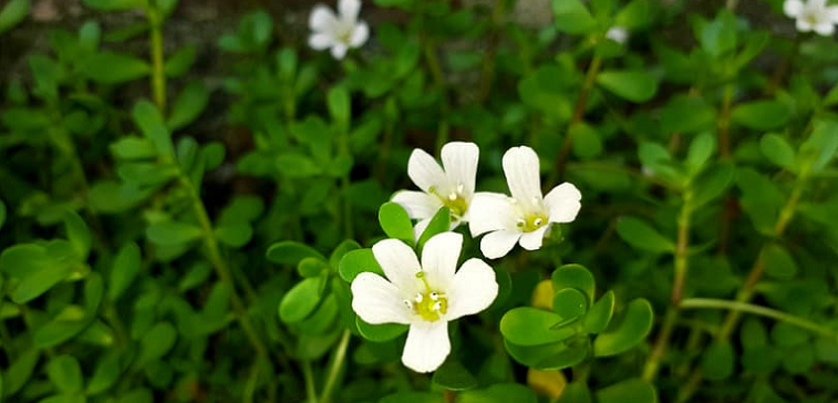 brahmi flowers