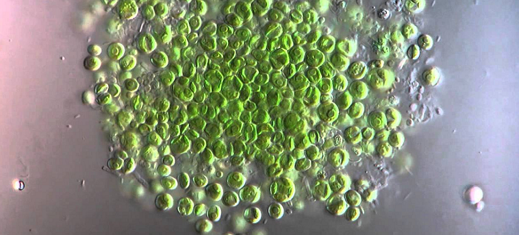 chlorella grouping cells