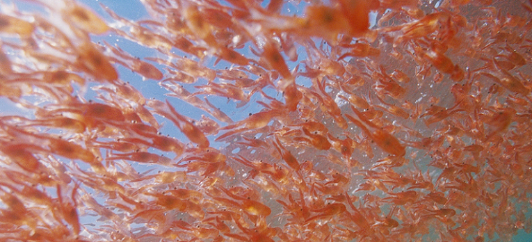 krill in sea