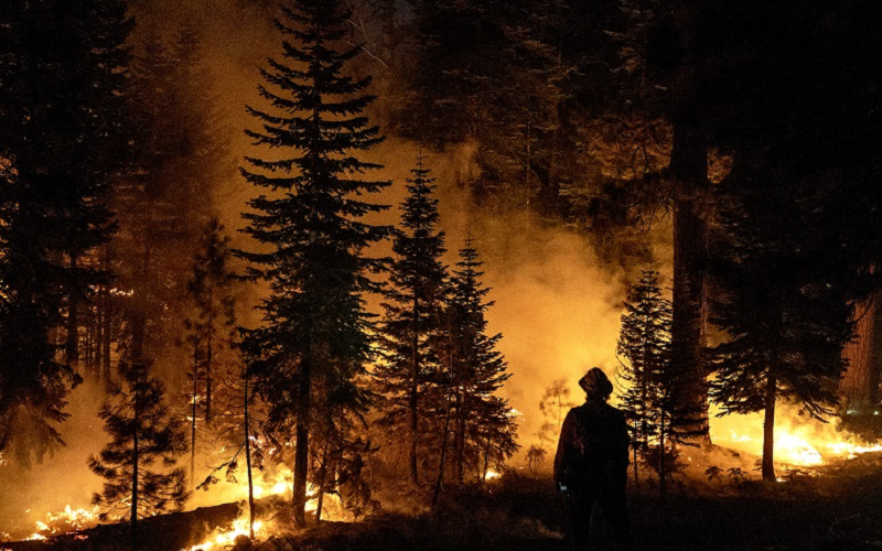 fire ecosystems regeneration destruction