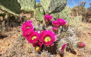 plants animals survive in desert