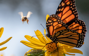 power of pollinators butterflies