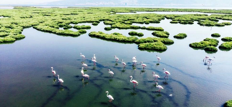 wetlands ecosystems